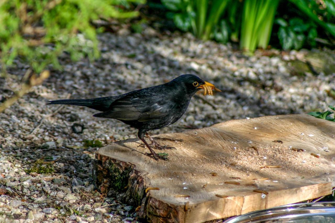 Bed and Breakfast Uircheann Righ Strontian Esterno foto