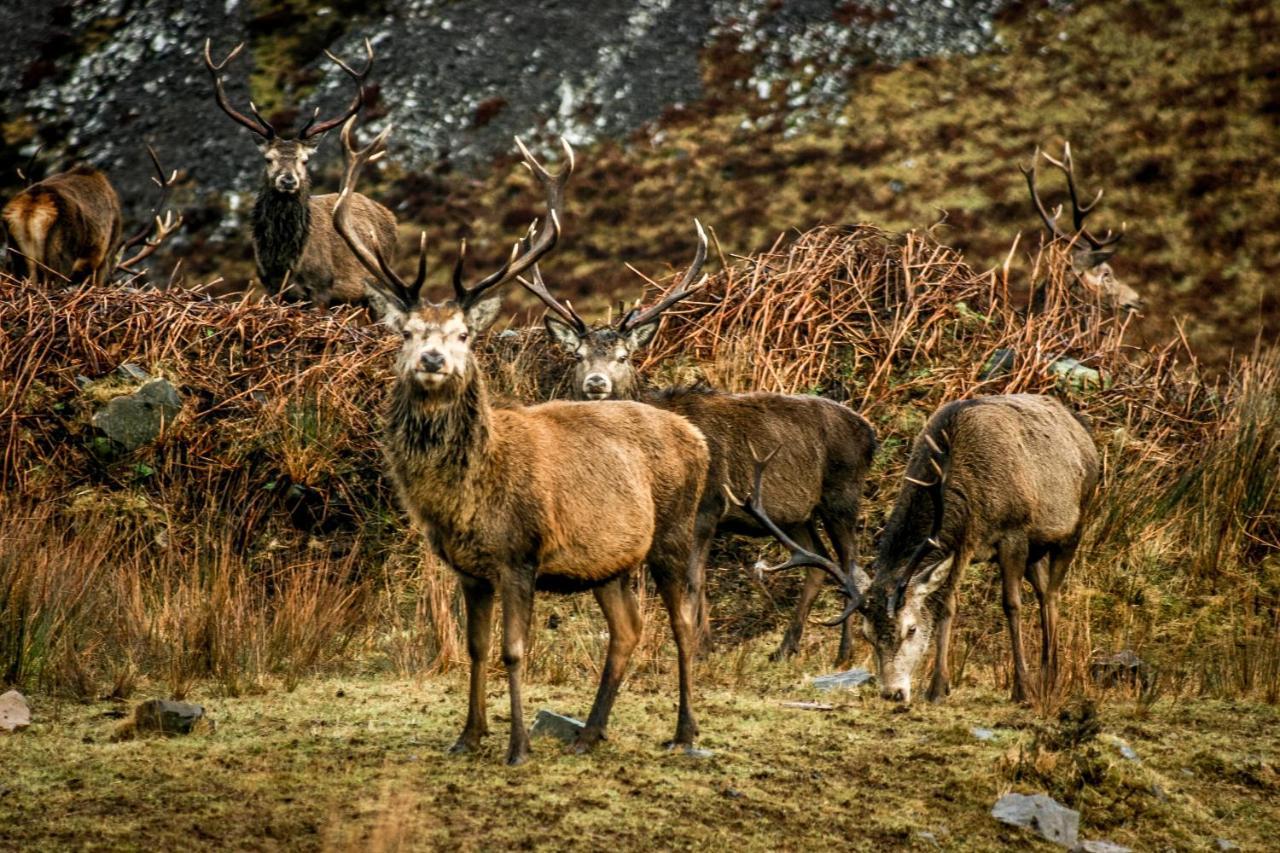 Bed and Breakfast Uircheann Righ Strontian Esterno foto